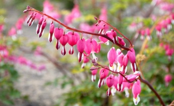 Komplet guide til Dicentra: Plej de hjerteformede blomster i din have