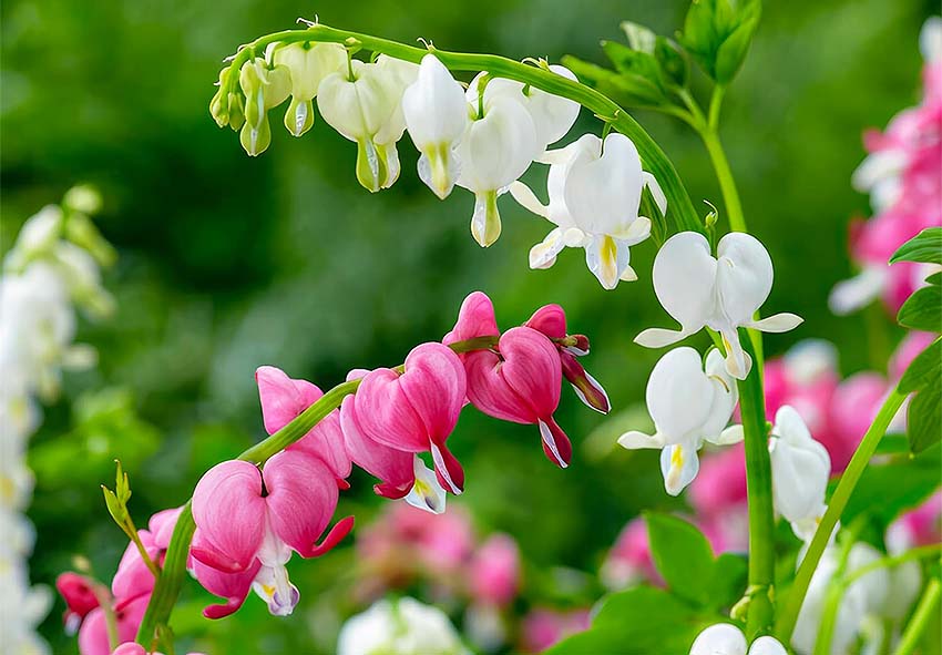buy Dicentra bare-root plant