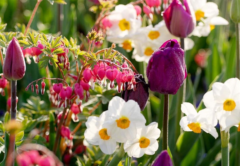 The Ultimate Guide to Dicentra: Add a Heart-Shaped Beauty to Your Garden