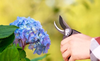 Κλάδεμα ορτανσίας την άνοιξη: Πώς να διαβάσετε το λουλούδι σας πριν το κόψετε