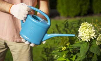 Sådan plejer du hortensiaer efter plantning: Vigtige tips til beskæring, vanding og meget mere