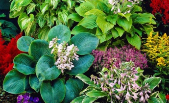 Perennial Mixborder: Your Best Choice for a Beautiful Garden