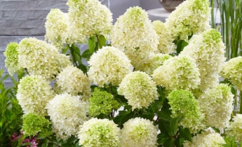 How to Grow Panicle Hydrangeas: Best Tips for You to Know