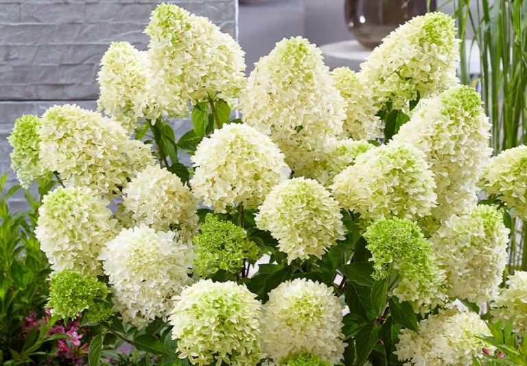 Growing Panicle Hydrangeas: tips, tricks, and care essentials