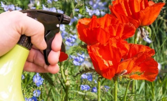 Pest control for Papaver: Best Tips for Treatment and Disease Control