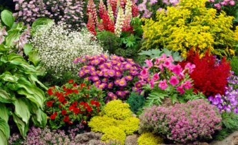 25 найкращих видів квітів для красивих садів: створіть свої барвисті садові дизайни