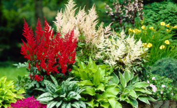 Astilbe in Garden Design: Putting it in the Spotlight with this Versatile Beauty