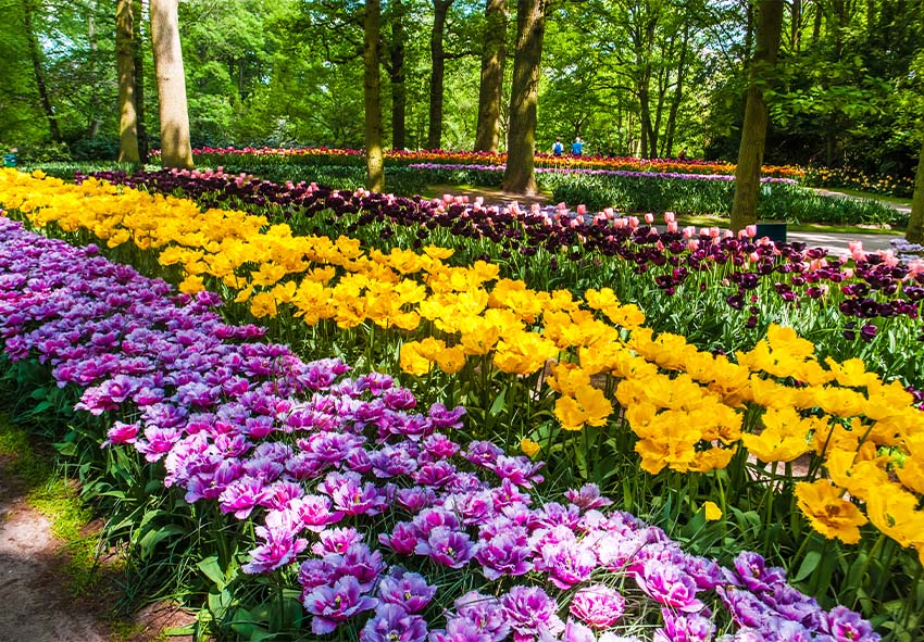 acheter des plantes vivaces pour l'aménagement d'un jardin de ville