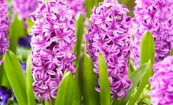 Guide complet pour les jacinthes : Les meilleurs conseils pour des fleurs parfumées dans votre jardin