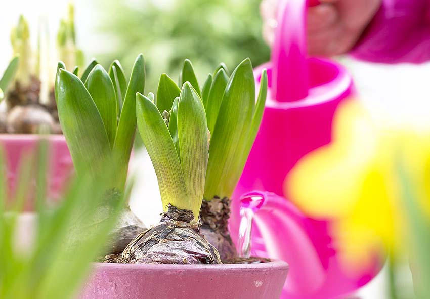 péče o cibulky hyacintů