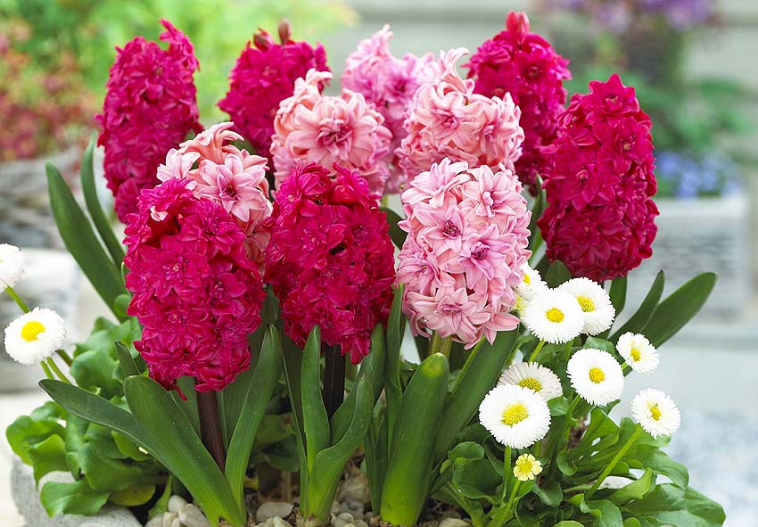 guide for hyacinths