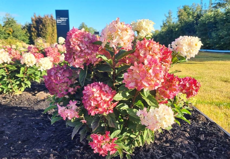 Ultimate Guide for Hydrangeas: Care, Varieties, and Maintenance Tips