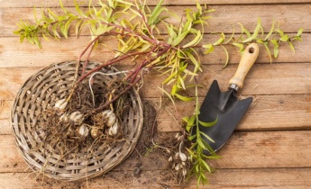 Best Tips for Lilies Propagation: From Bulbs to Blooms, A Gardener’s Guide