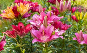 Which Flower Bulbs Can Be Planted in Spring: How to Choose and Plant