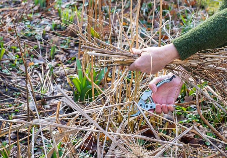 Care for Phloxes: Crucial Tips for Post-Planting Care