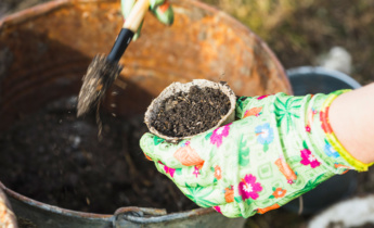 Guida alla semina dei narcisi: Consigli essenziali per la lavorazione del terreno e la manutenzione