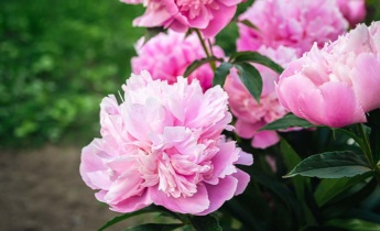 Okno kwitnienia piwonii: jak wiosenna pogoda wpływa na wielkość kwiatów, zapach i trwałość