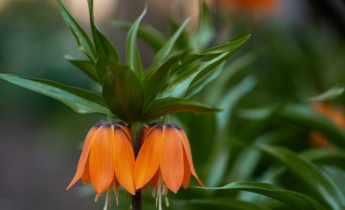 Fritillaria em todas as estações: Dicas para cuidar da Fritillaria durante as quatro estações