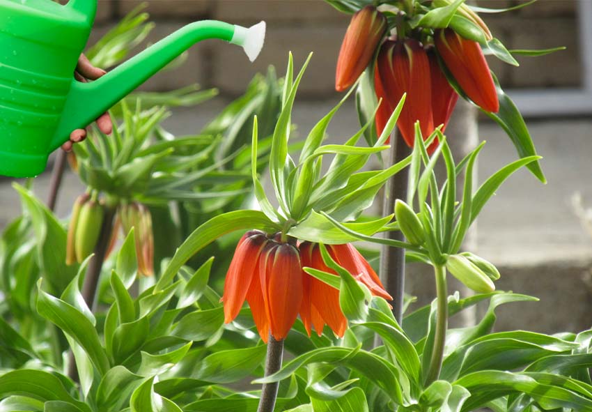 Fritillaria Bulbs For Sale – Easy To Grow Bulbs