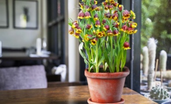 Fritillaria attraverso le stagioni: Consigli per la cura della Fritillaria nelle quattro stagioni
