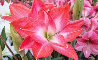 Your Complete Guide for Amaryllis: From Planting to Blooming