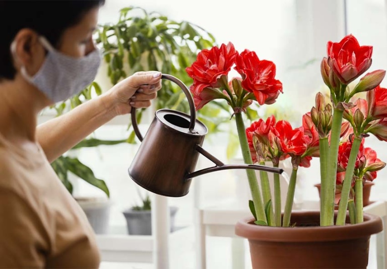 Komplett Guide För Amaryllis Plantering Skötsel Blomningstips Och