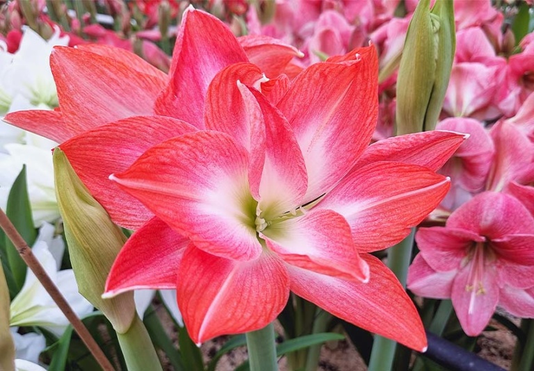 Complete Guide for Amaryllis: Planting, Caring, Blooming Tips and More