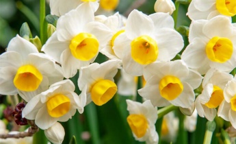 Your Full Guide for Daffodils: From Planting and Care to Propagation