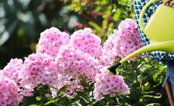 Înflorește cu Phlox: Sfaturi esențiale pentru flori de grădină luxuriante, Ghidul dvs. complet