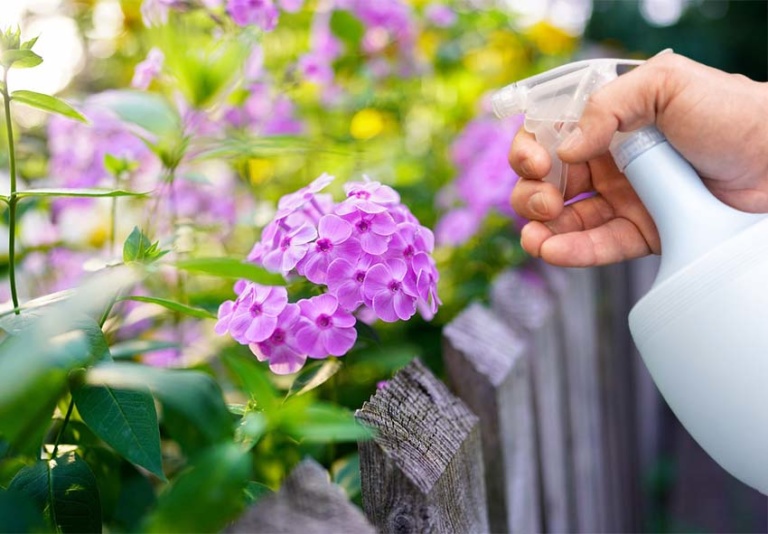 Guide complet du Phlox : Plantation, soins et conseils pour la floraison
