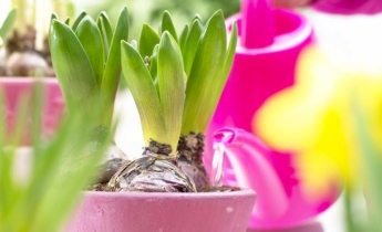 Cómo plantar bulbos de jacintos: Guía rápida para una hermosa floración