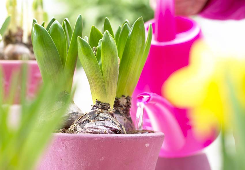 caring for Hyacinth bulbs