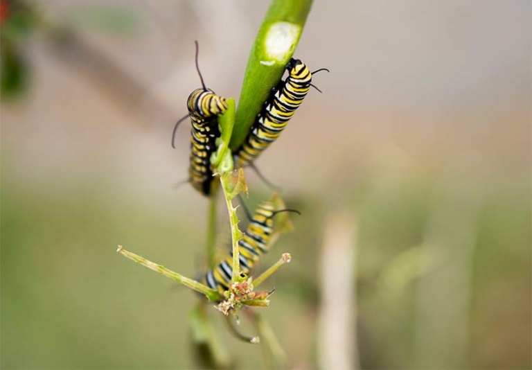 Effective Pest Control for Dicentra Tips and Techniques