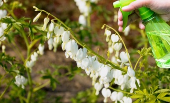 Pest Control for Dicentra: Full Guide for Treatment and Disease Control