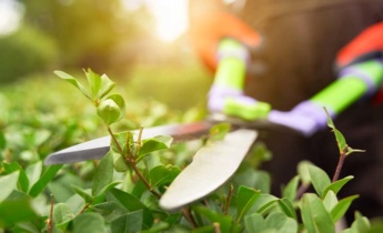 Limpeza do jardim no verão: Dicas essenciais para um jardim saudável e bonito