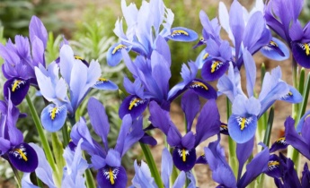 Irisul olandez în designul grădinilor: Idei creative de amenajare a teritoriului și planificare a straturilor de flori