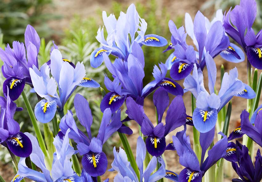 Les iris néerlandais dans l'aménagement des jardins