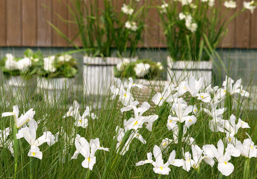 Jardinage en conteneur pour les iris hollandais