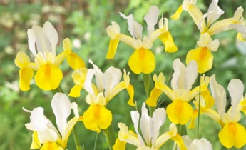 Iris reticolata o iris olandese: quale scegliere per il tuo giardino?