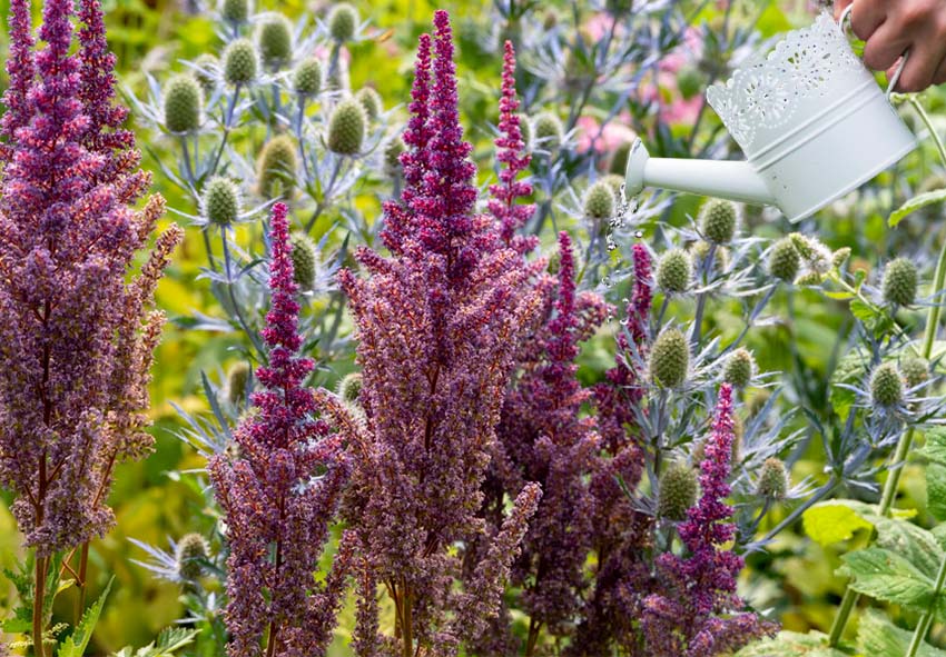 Potrzeby podlewania astilbe