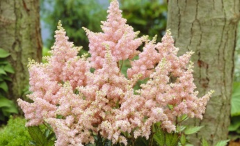 Your Guide for Astilbe: Planting, Pruning, and Cultivating Graceful Garden Plumes
