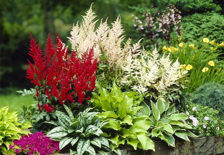 Astilbe στο σχεδιασμό του κήπου