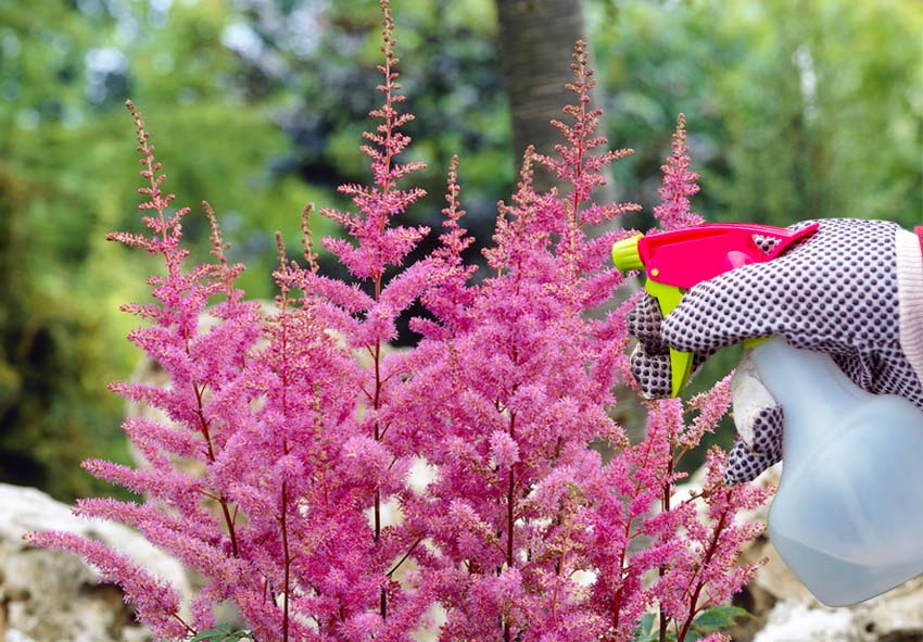 Pleje af Astilbe