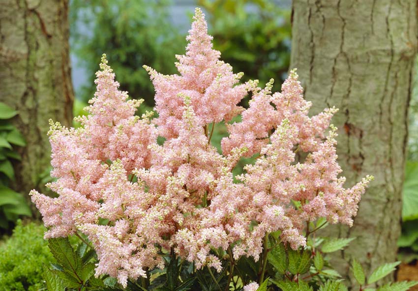 замовити Astilbe онлайн