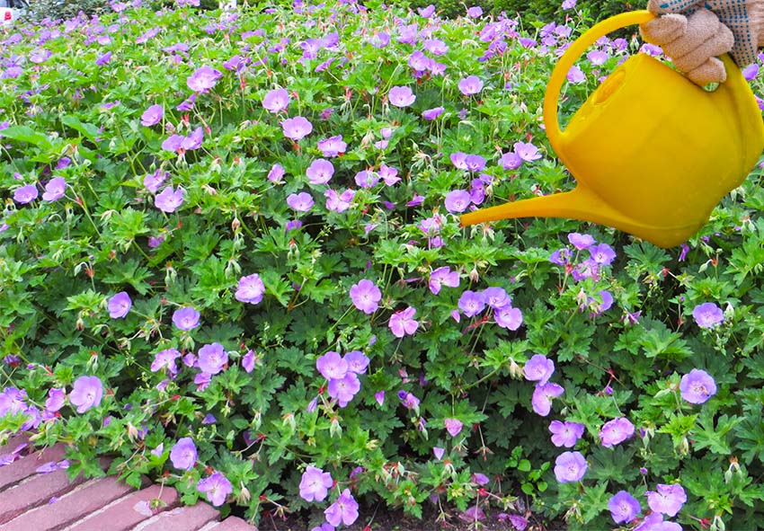 Watering Geraniums