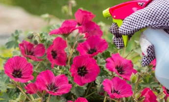 Fuld guide til geranium: Tips til dyrkning, pleje og vanding for haveejere