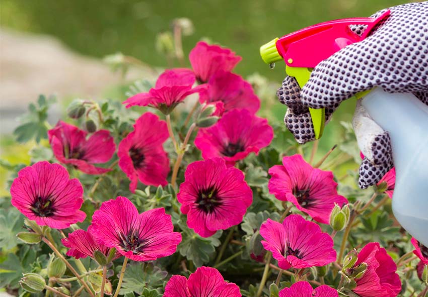 Caring for Geraniums