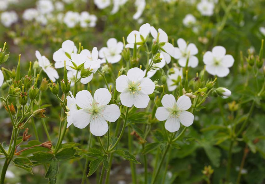 nederlandse geranium online kopen