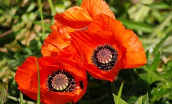 A  Gardener’s Guide for Papaver: From Planting and Care to Propagation