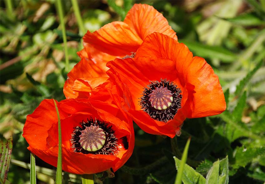 tilata papaver verkossa